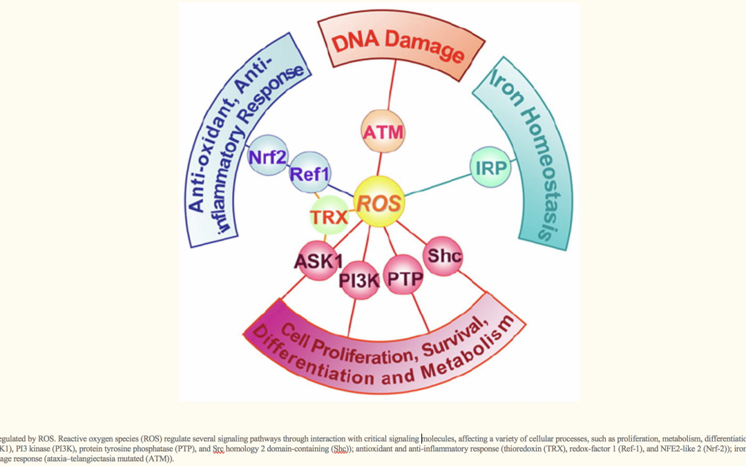 Reactive oxygen species (ROS) homeostasis and redox regulation in cellular signaling