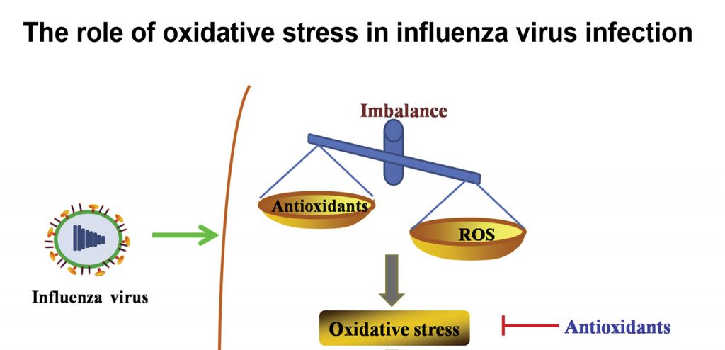 Influenza blocked by antioxidants